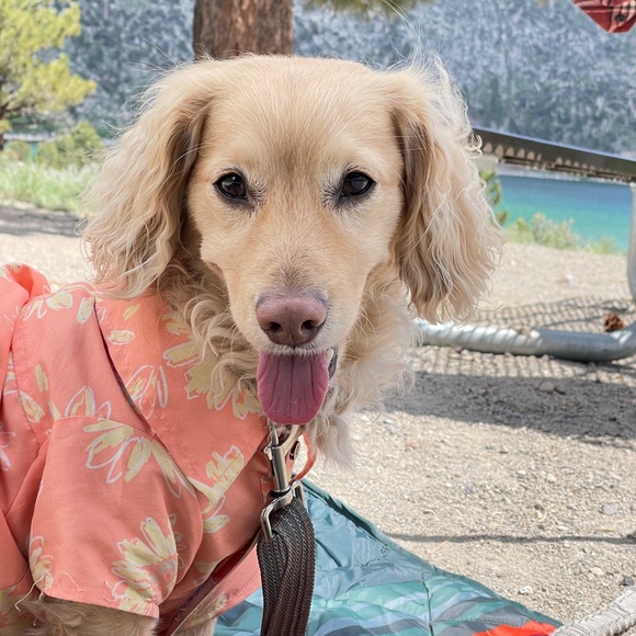 Meet your Posher - Picture 1 of 4